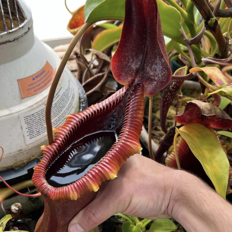 nepenthes x trusmadiensis BE2