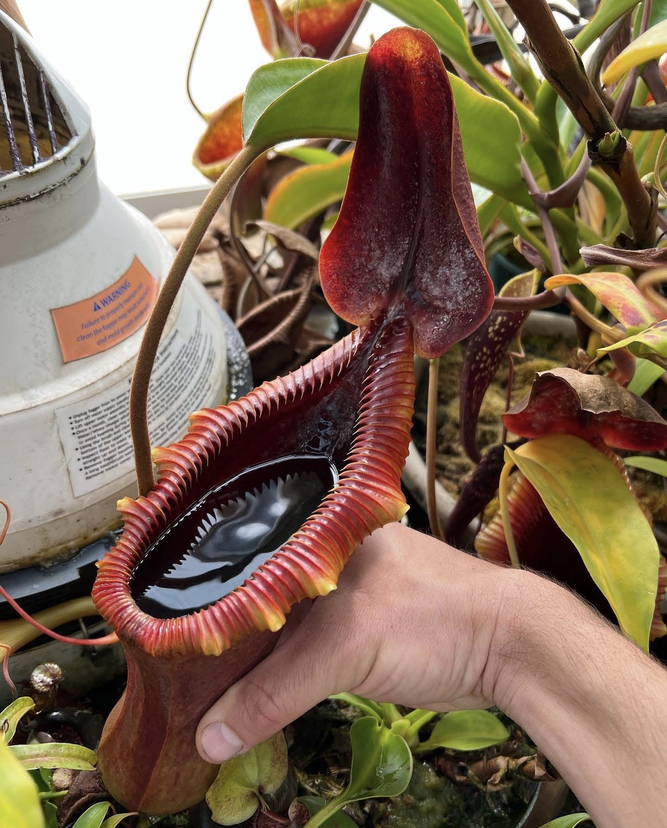 nepenthes x trusmadiensis BE2