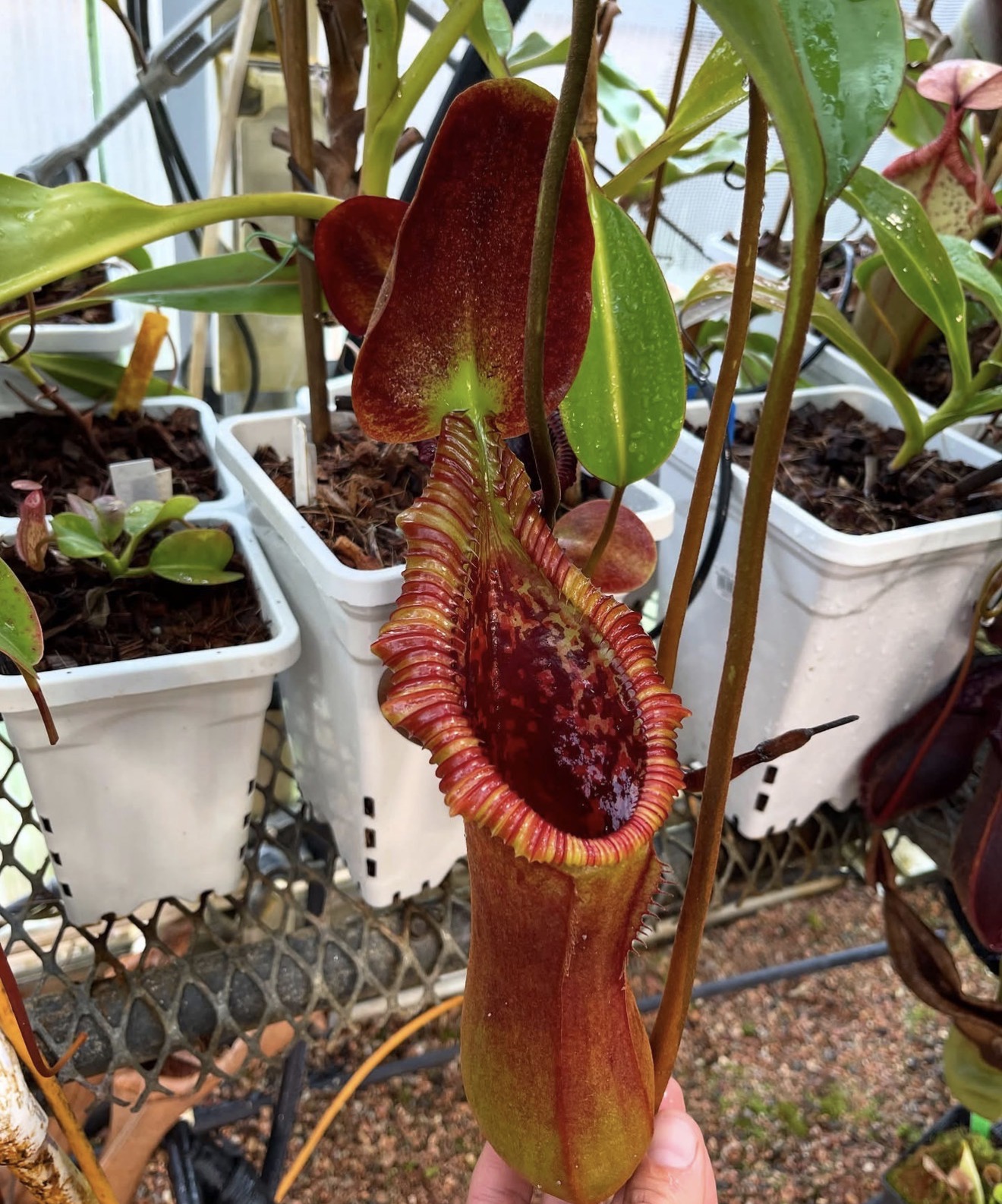 nepenthes x trusmadiensis BE2 - Image 3