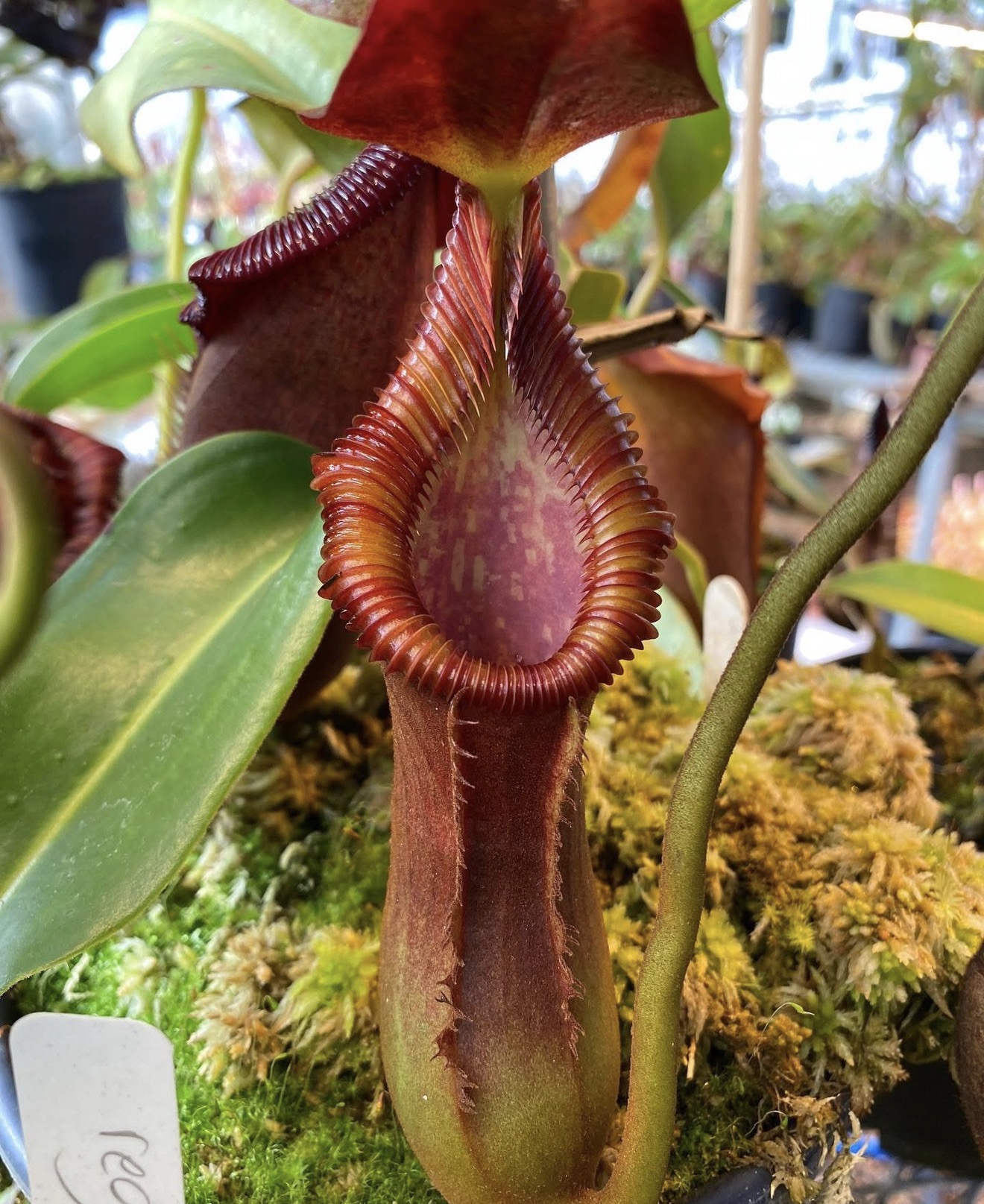 nepenthes x trusmadiensis BE2 - Image 2
