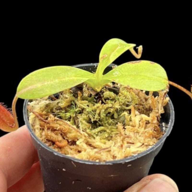 Nepenthes hamata x villosa Yasuhide Nakagawa Clone (Small)