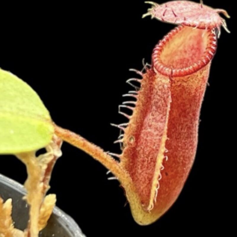 Nepenthes hamata x villosa Yasuhide Nakagawa Clone (X-Small)