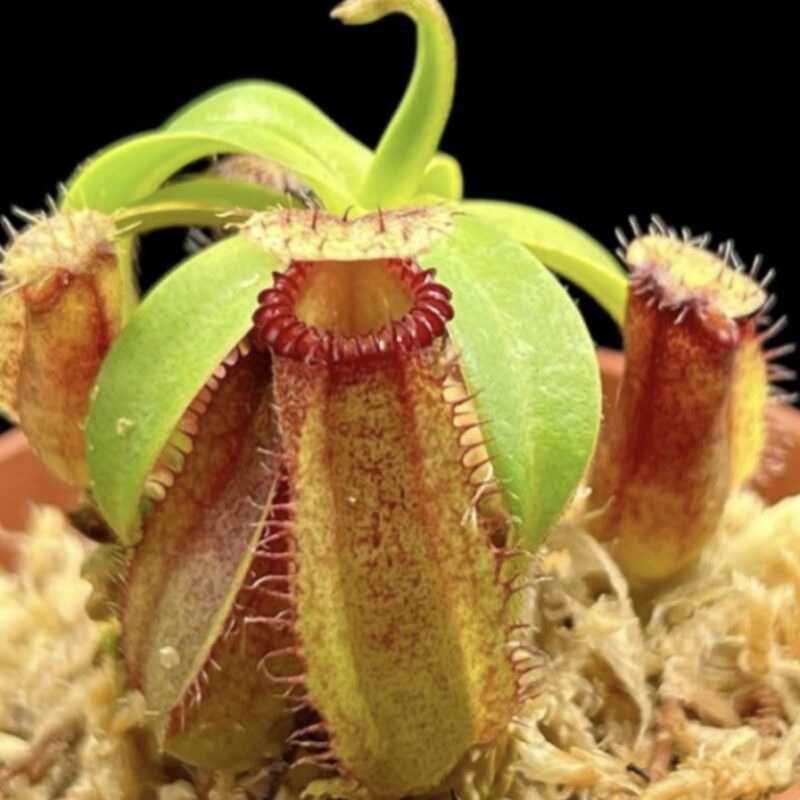 Nepenthes hamata x (vilosa x edwardsiana) Yasuhide Nakagawa Clone (Small)