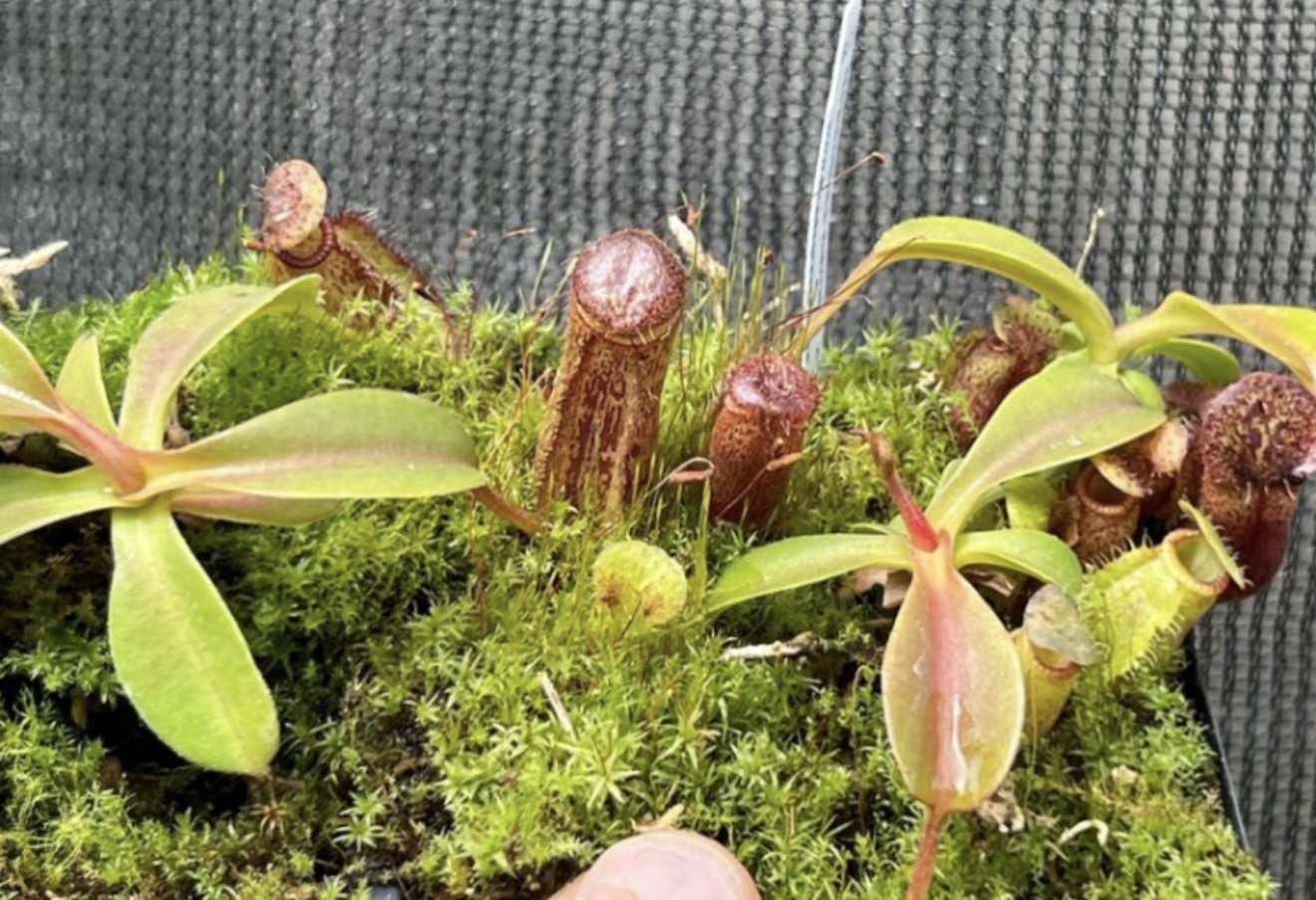 Nepenthes hamata X lowii - Image 2