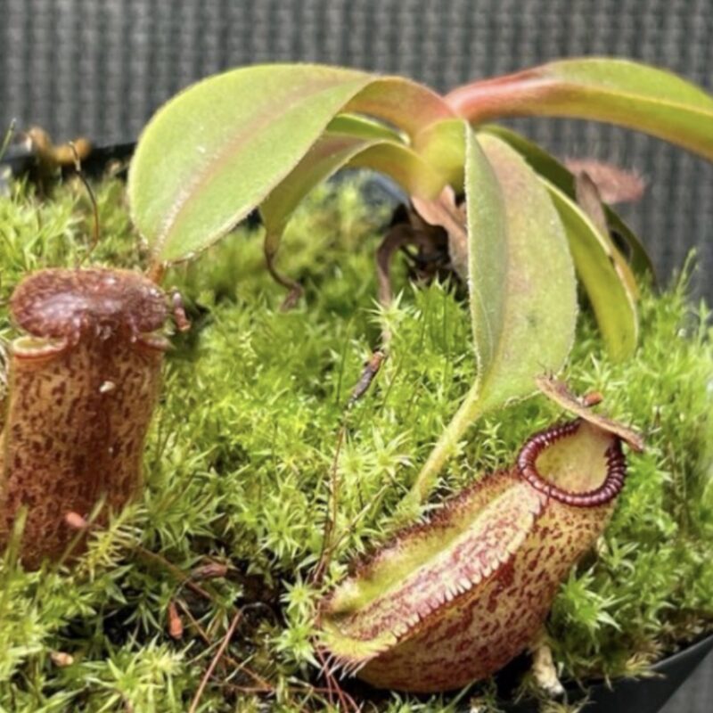 Nepenthes hamata X lowii
