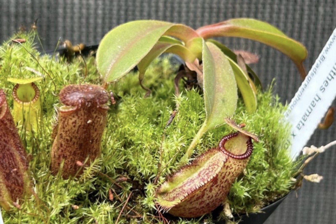 Nepenthes hamata X lowii