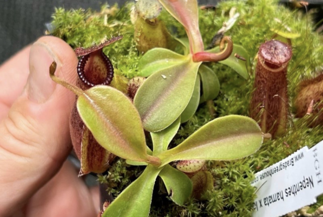 Nepenthes hamata X lowii - Image 3