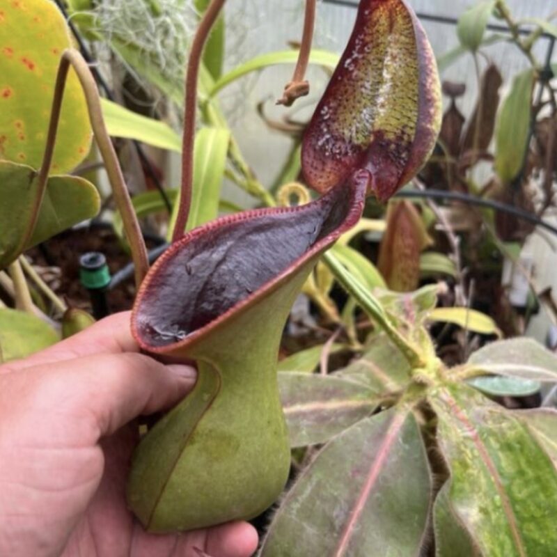 Nepenthes lowii Mt. Trusmadi, Sarawak- Seed Grown (Medium)
