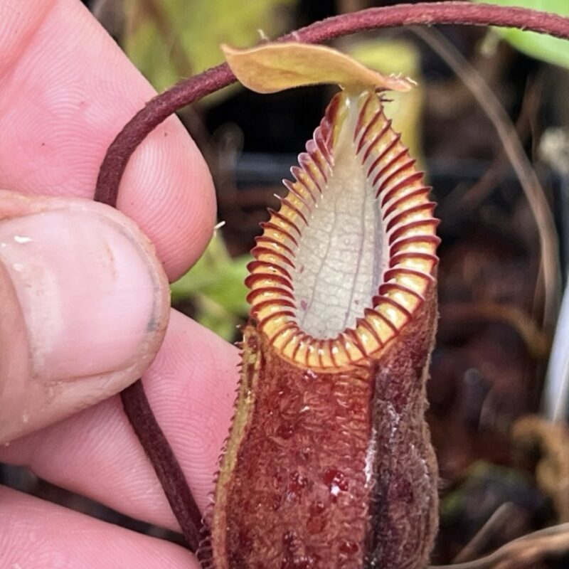 Nepenthes diabolical AKA hamata “Red Hairy” BCP (Large)