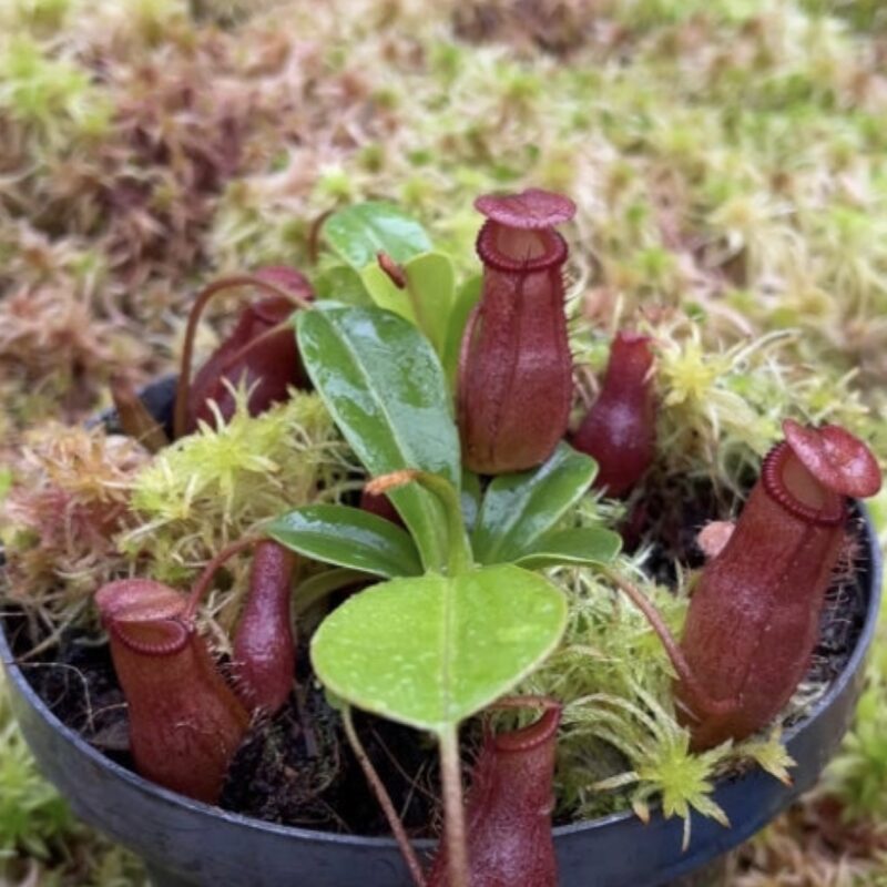 N. villosa x ventricosa FC-325: BE-4686