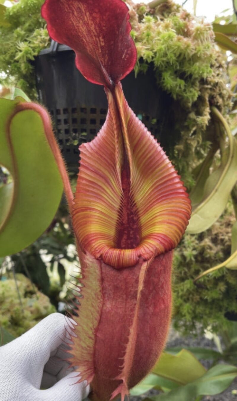 N. villosa x veitchii 'Gold Rush' – striped peristomes: BE-4605