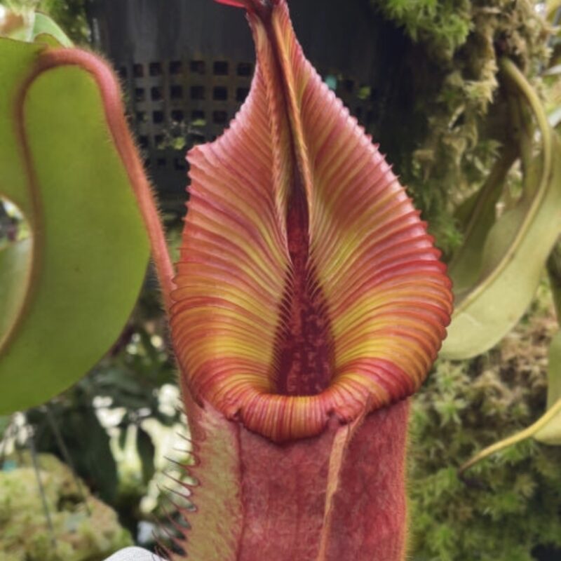 N. villosa x veitchii ‘Gold Rush’ – striped peristomes: BE-4605