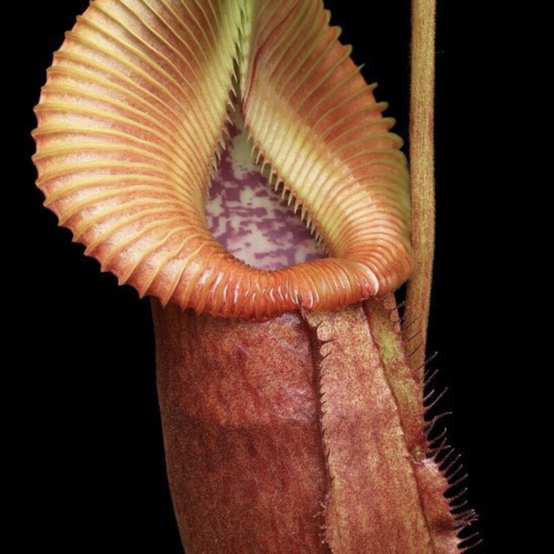 N. villosa x robcantleyi – assorted clones: BE-4079