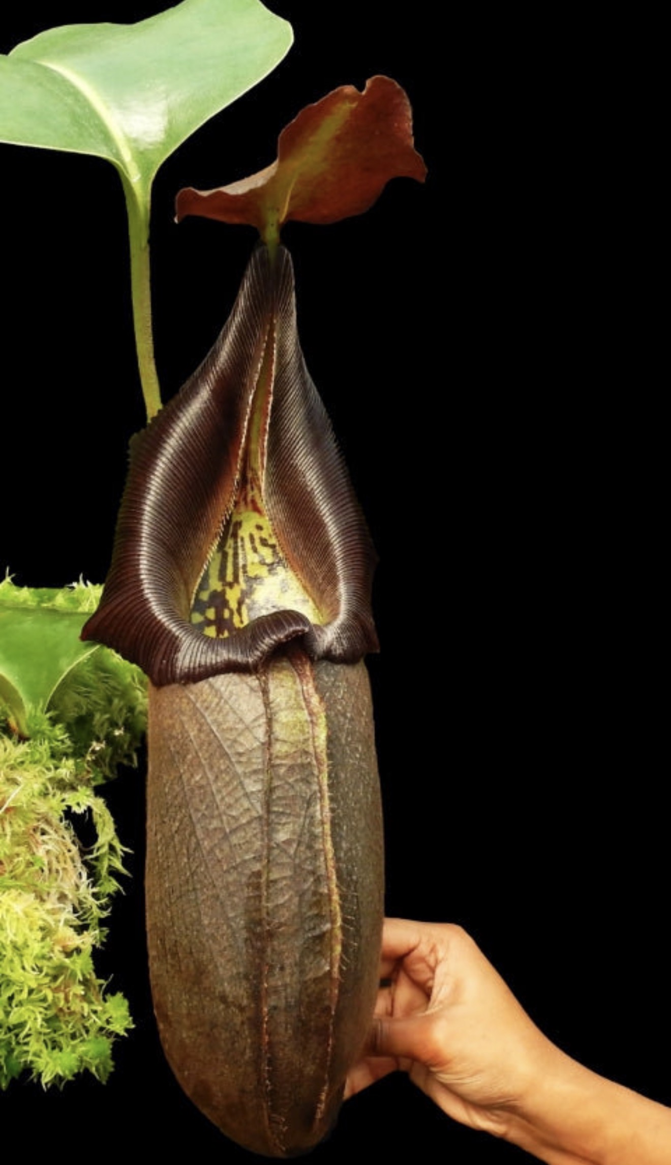 N. robcantleyi: BE-3517 - Image 2