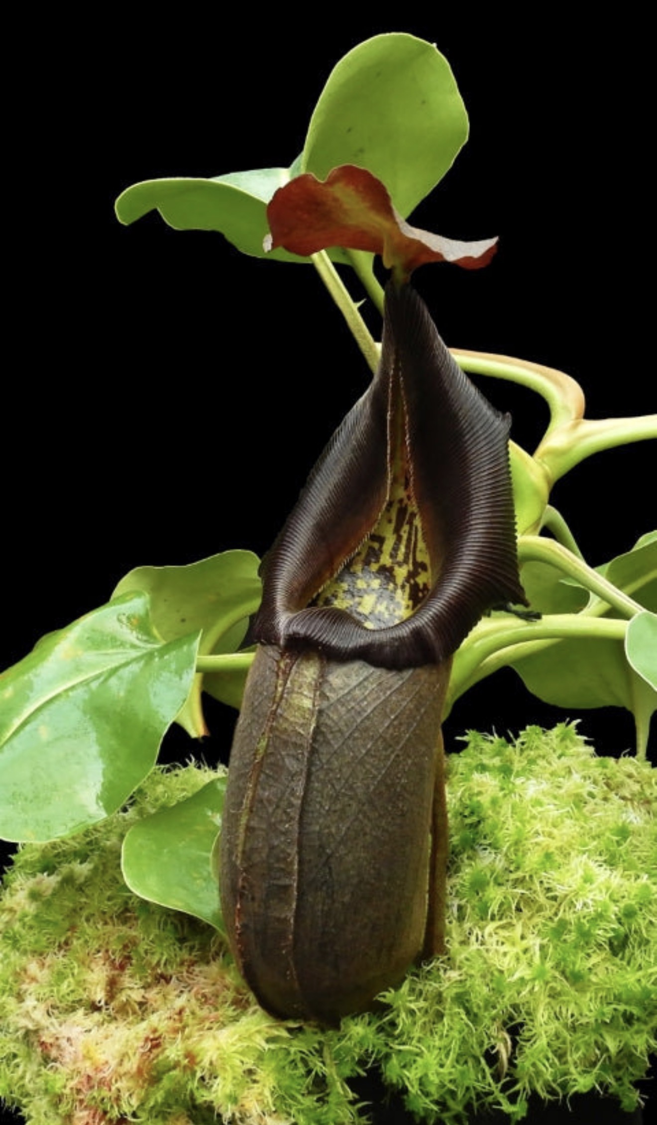 N. robcantleyi: BE-3517 - Image 3