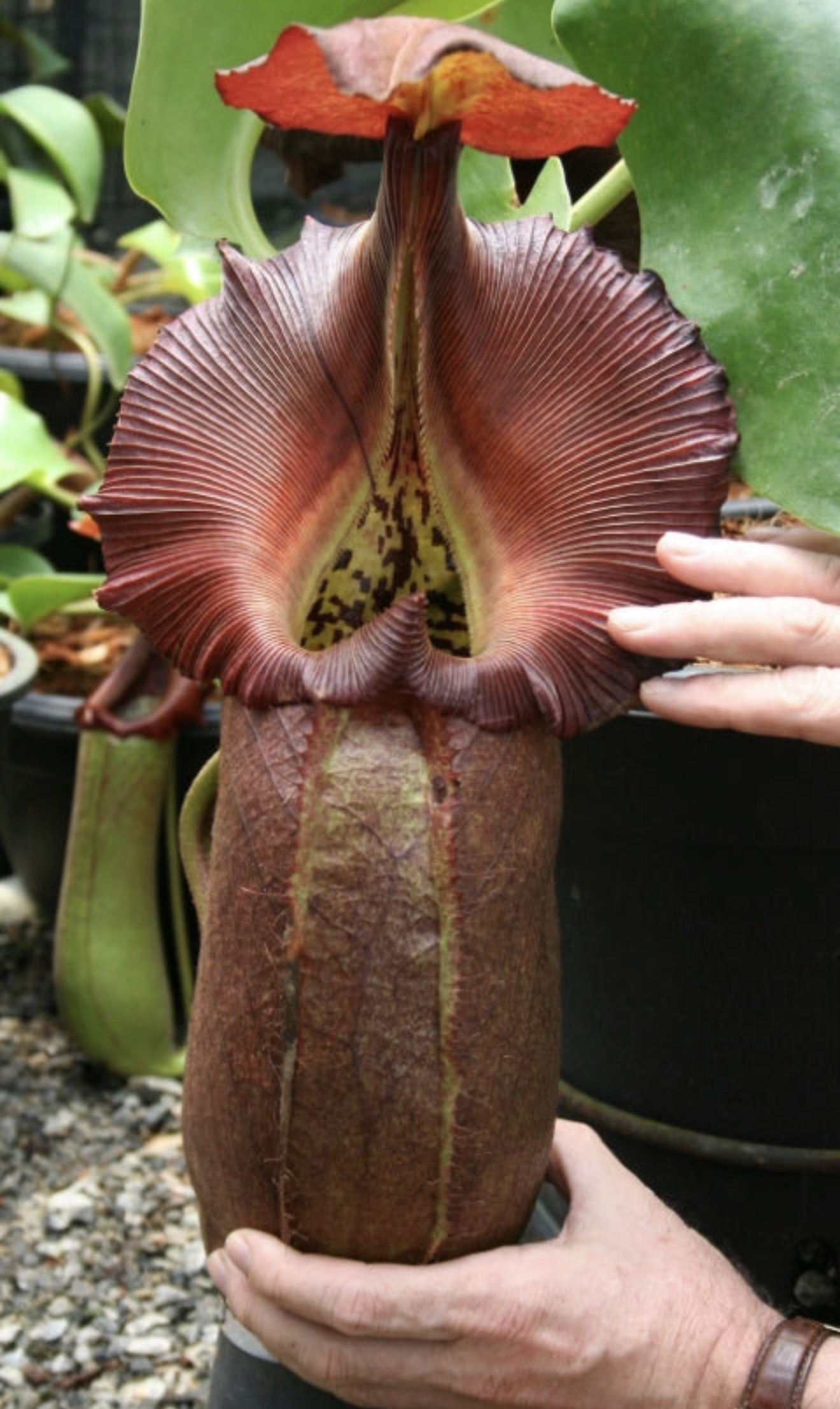 N. robcantleyi: BE-3517 - Image 4