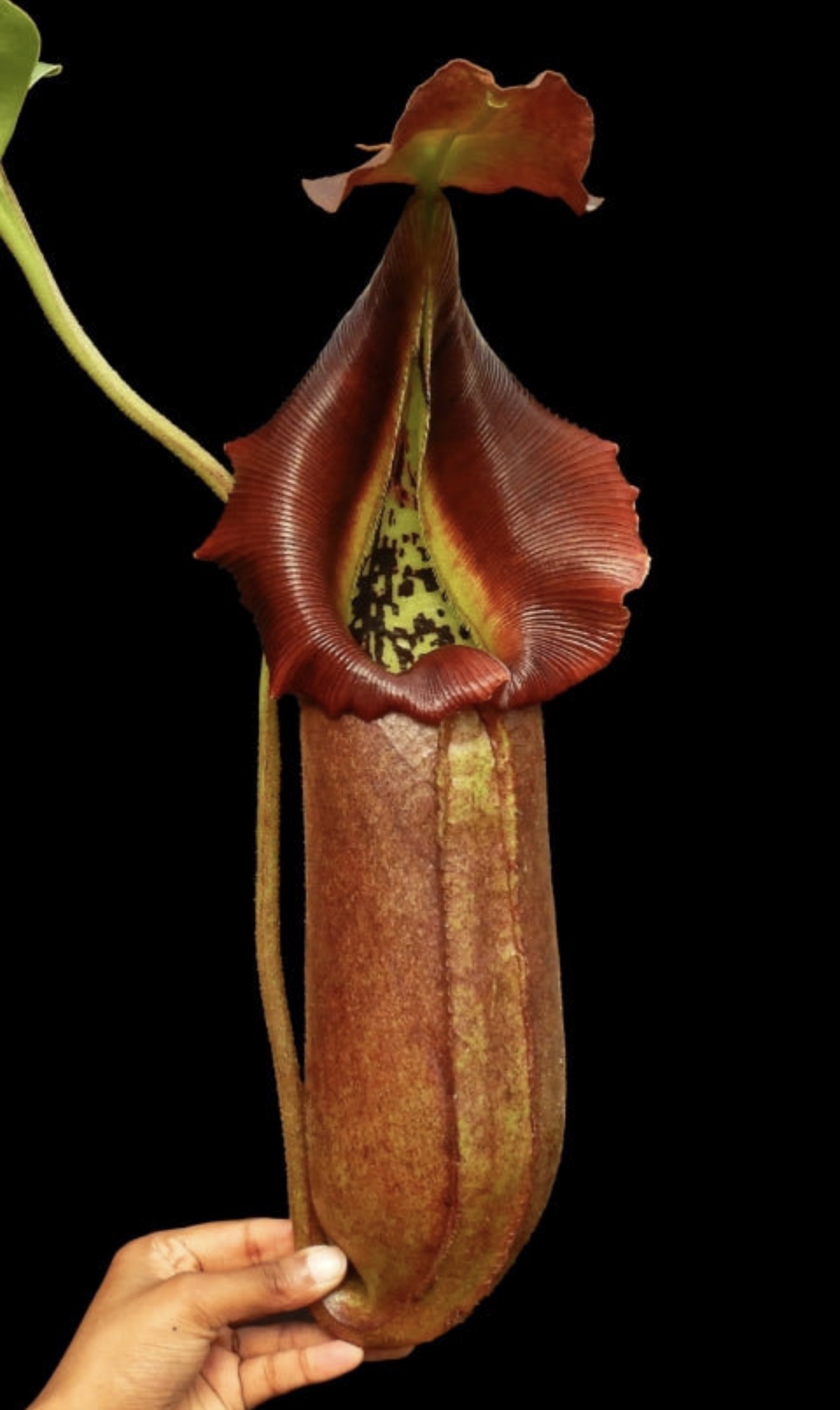 N. robcantleyi: BE-3517 - Image 5