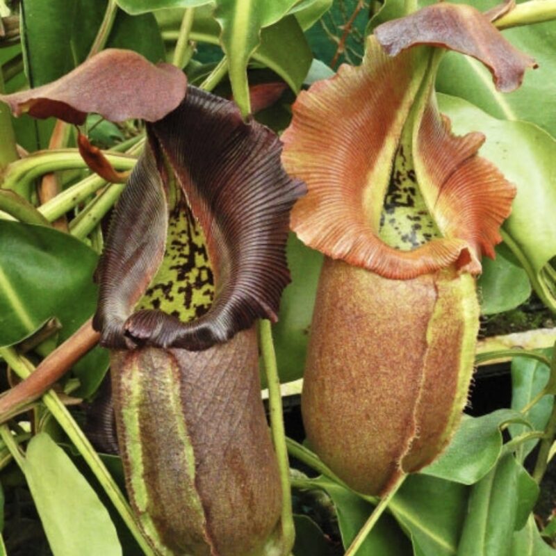 N. robcantleyi: BE-3517