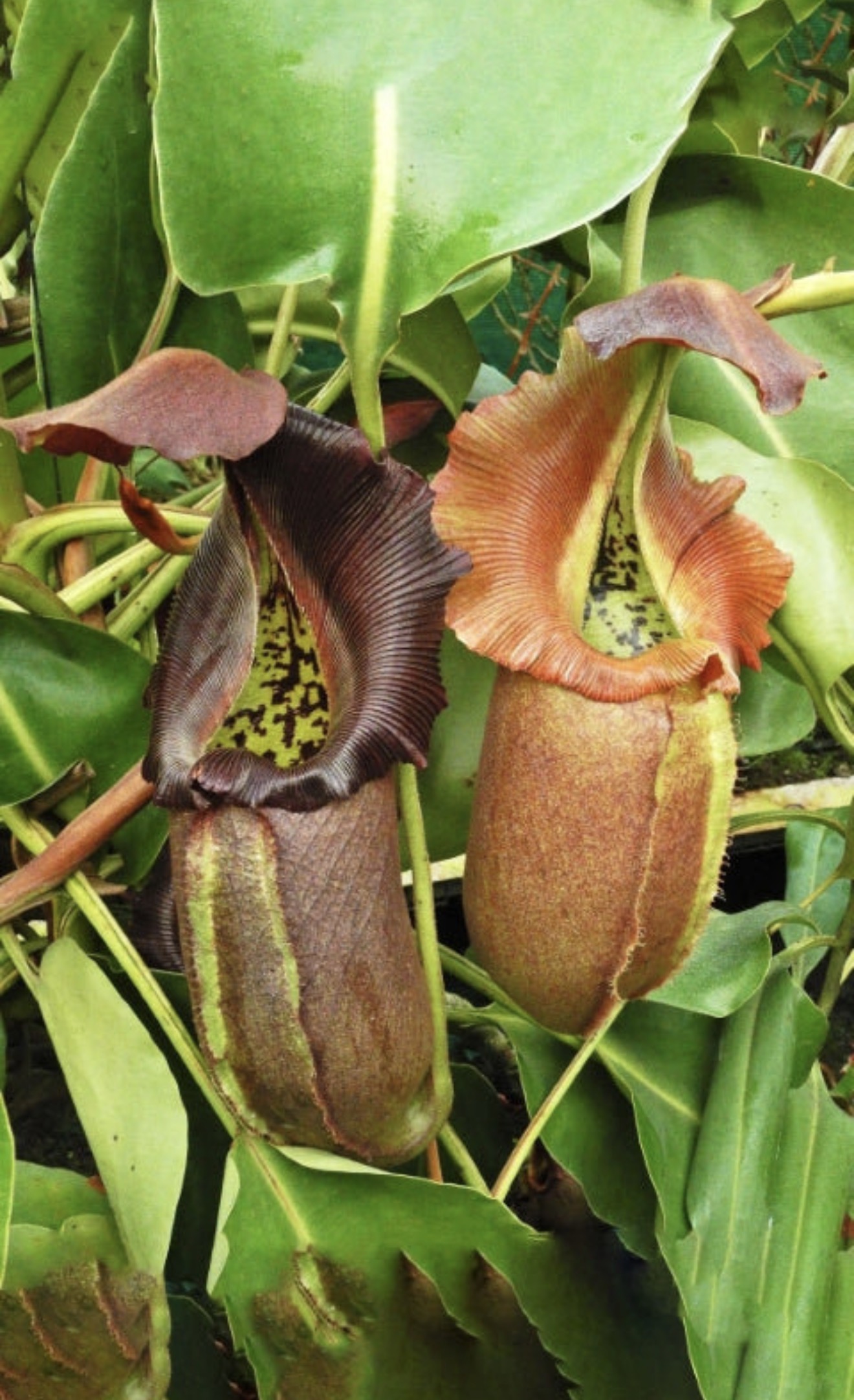 N. robcantleyi: BE-3517