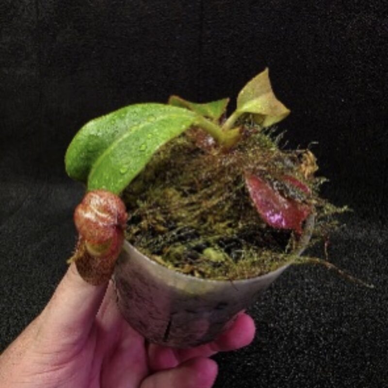 Nepenthes (Veitchii "Big Mama" X Platychila – Clone 1 x [[(Lowii X Veitchii) X