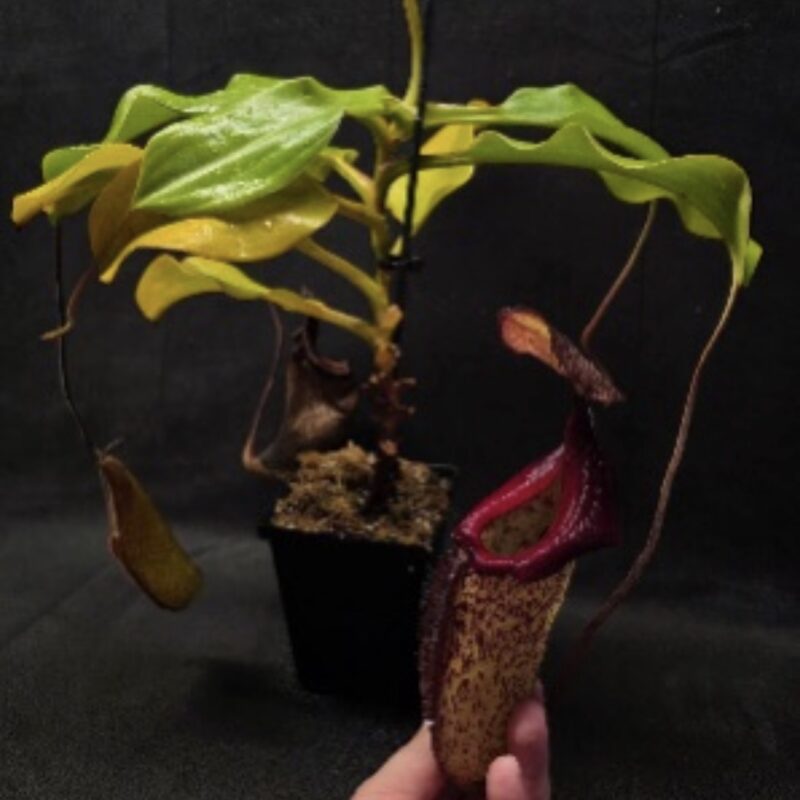 Nepenthes (Maxima x Talangensis) x Robcantleyi BE 3959